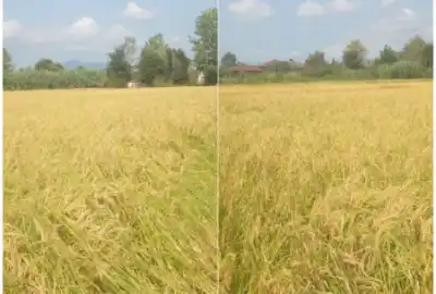 زمین کشاورزی شالیزار برنجکاری ۴۹۰۸ متر رودسر روستای گواسرا
